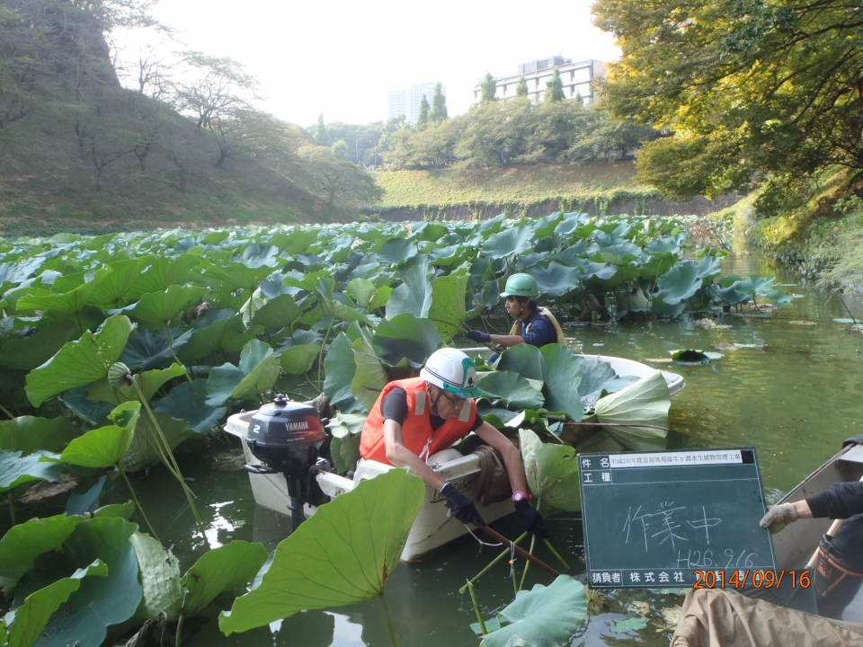 ハス刈取り作業