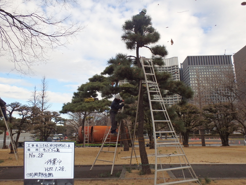 皇居外苑の松剪定